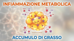 Infiammazione Metabolica e Accumulo Adiposo: Ricerche e Implicazioni per la Salute
